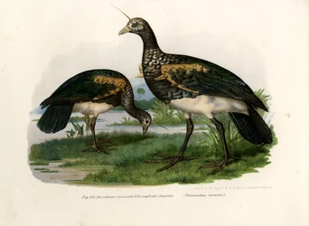 ホーンスクリーマー、1864年